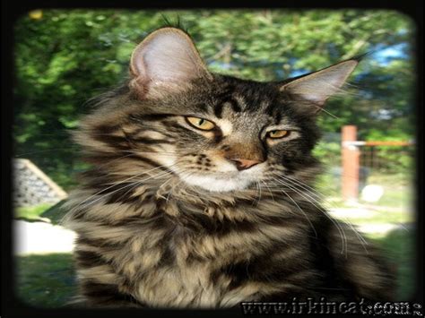 The maine coon cat is one of the largest domesticated breeds of felines. Details of Maine Coon Kittens Mn | irkincat.com