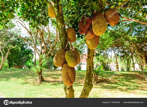 Jackfruit Tree With Ripe Fruits