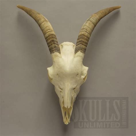 Domestic Goat Skull Capra Hircus Wok 4480 Goat Skull Skull