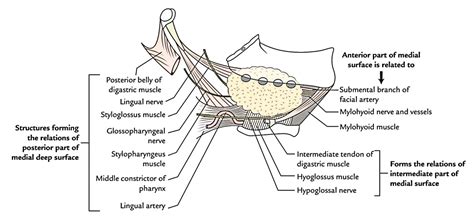 Submandibular Region Anatomy