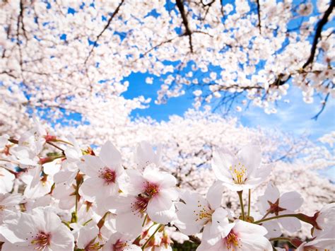 Cherry Blossoms Sakura Hd Wallpapers Hd Wallpapers Backgrounds
