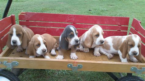 My Basset Hounds Puppies Basset Hound Puppy Basset Puppies Hound