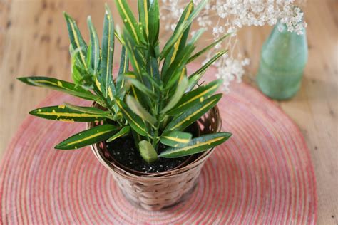 How To Propagate A Croton Hunker