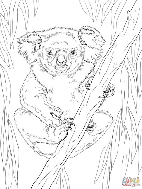 printable koala coloring pages