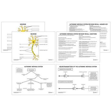 Autonomic Nervous System Anatomy Revision Worksheets Etsy