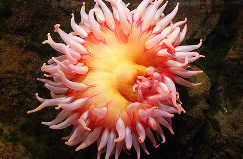 Anemone Wallpapers Earth Hq Anemone Pictures 4k Wallpapers 2019