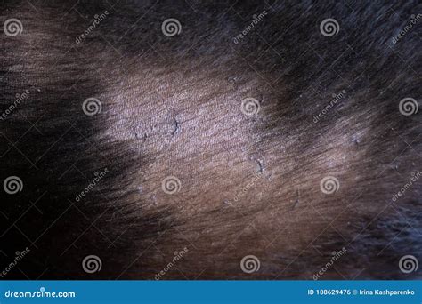 Dog Hair Loss Labrador Retriever Allergy Bald Spot Stock Photo Image