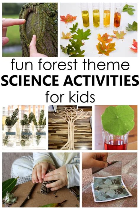 12 Fun Forest Science Activities To Help Kids Learn About Trees