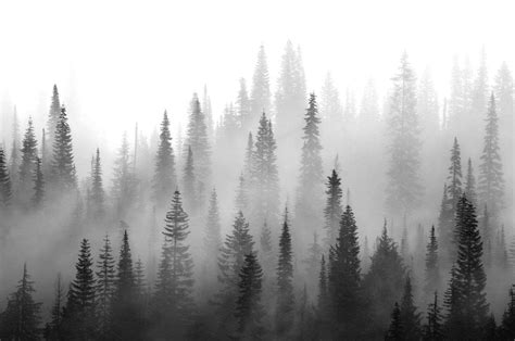 Download Black And White Misty Forest On Itlcat