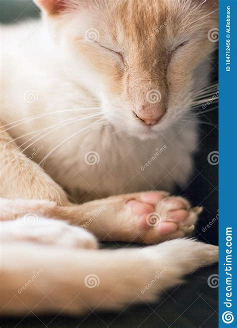 Cream Point Siamese Cat With Eyes Closed Close Up Shot Stock Photo