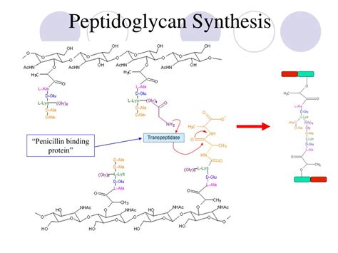 Ppt Vancomycin Powerpoint Presentation Free Download Id523486