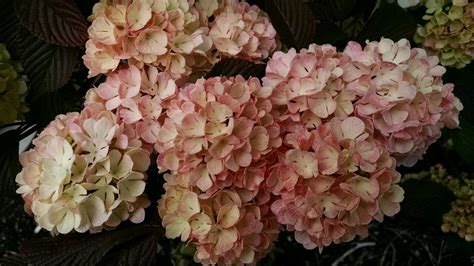 Pink Snowball Oregon Coastal Flowers