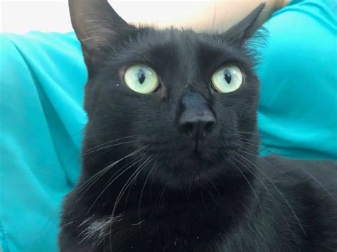 Black Cat Breeds With Green Eyes