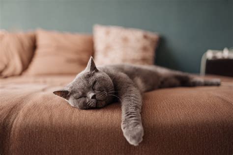 Why Do Cats Sleep So Much—and How Much Do They Actually Sleep