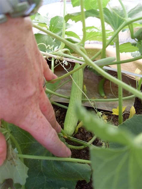The Scientific Gardener The Armenian Cucumber