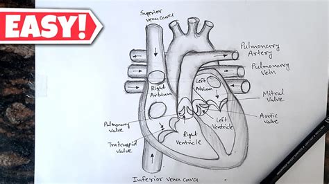 Human Heart Diagram Drawing With Labelled मानव हर्दय का चित्र Class 10 Science Diagram