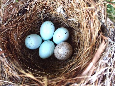 Springfield Plateau Cowbird Eggs