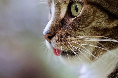 4 Fakta Lidah Kucing Memiliki Tekstur Berduri Dengan Banyak Manfaat Bobo