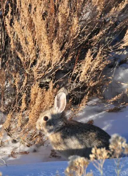 Pygmy Rabbit Facts Diet Habitat And Pictures On Animaliabio