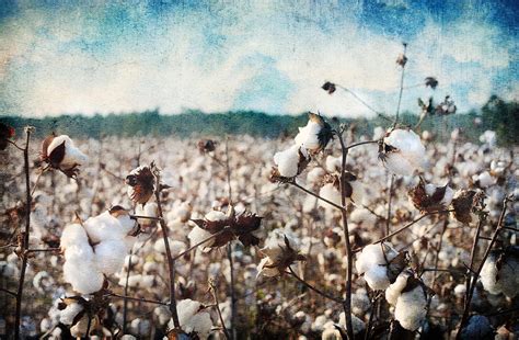 Land Of Cotton Photograph By Tara Richelle Fine Art America