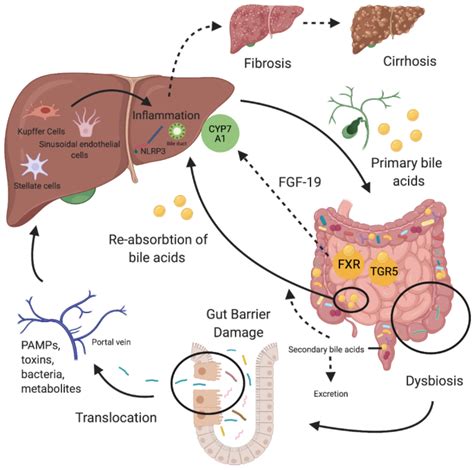 Nutrients Free Full Text The Gut Liver Axis In Cholestatic Liver