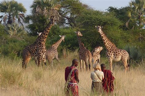 How The Maasai And Wildlife Coexist Adumu Safaris