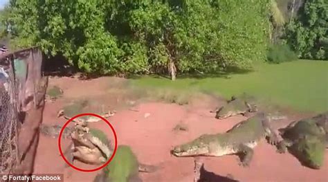 Crocodile Rips Off And Eats Its Playmates Arm During Feeding Time At A