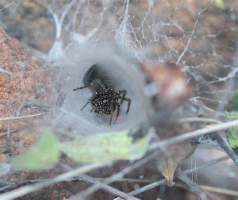 Common Grass Funnel Web Spider Project Noah