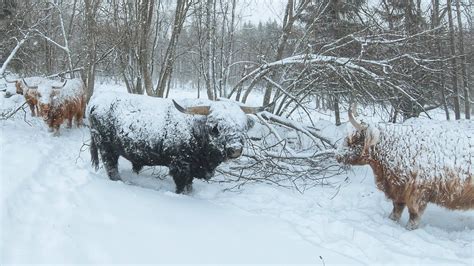 Snow Covered Highland Cattle Cows Highland Cattle Cattle Snow