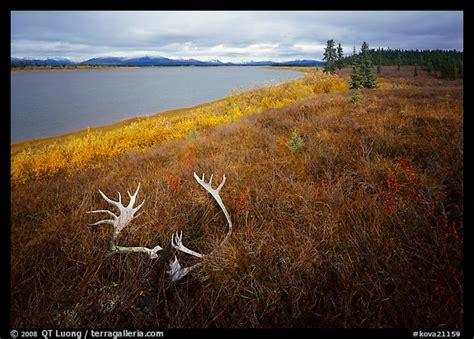Picturephoto Caribou Antlers Tundra In Autumn Color And Kobuk River