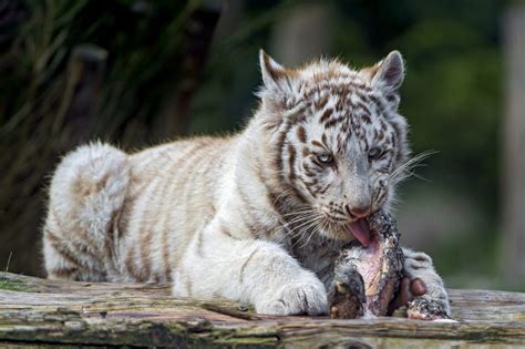 It might be hard to see tigers themselves, so it's often easier to look for. What Do White Tigers Eat - White Tiger Diet - White Tiger Food