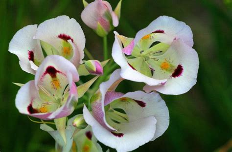 Utah State Flower Sego Lily Around The World Usa Pinterest