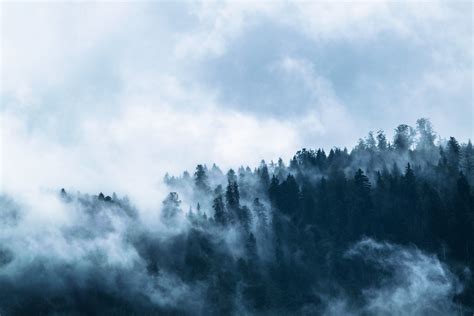Trees With Fog · Free Stock Photo