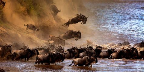 The Great Migration Of Wildebeest With Сергей Агапов