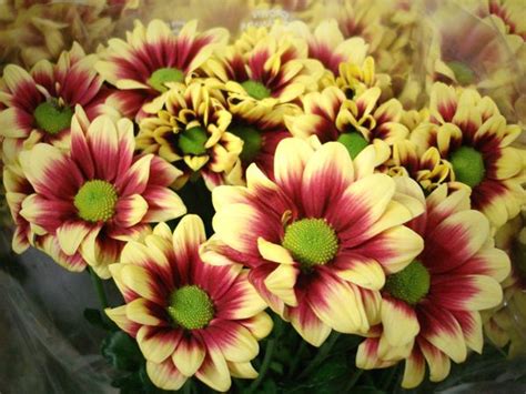 Mums are medium blossoms with thin petals and prominent centers that can be colored differently (typically yellow) from the rest of the blossom. Mums (With images) | Wholesale florist, Fall flowers, Flowers