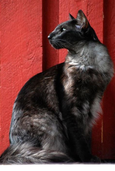Cat Colours — Black Smoke In 2020 Oriental Cat Oriental Shorthair