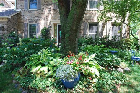 Landscaping Tips For Your Maple Tree Artourney