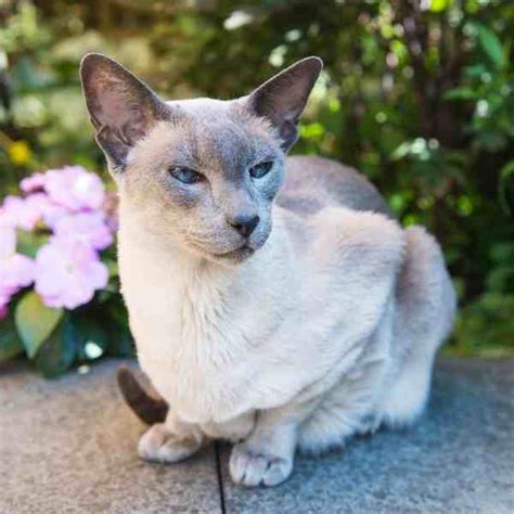 Siamese Cats For Adoption Near You Rehome Or Adopt A Siamese Cat