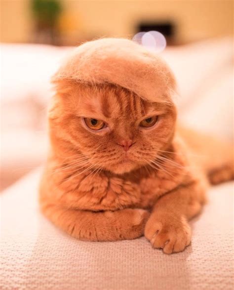 Cats In Hats Made From Their Own Hair Because Life Is Meaningless