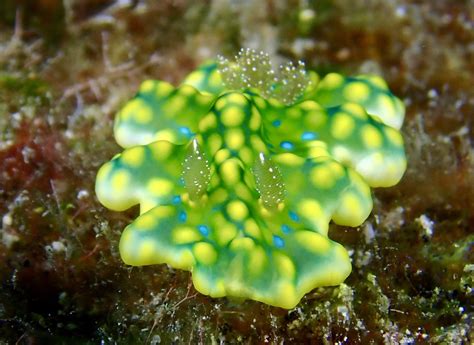 Jolly Green Giant The Holy Grail Of Nudibranchs