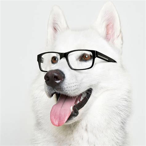 Tablet & smartphone | page 1 Cute Dog iPad Wallpaper Background | Free iPad Retina HD ...