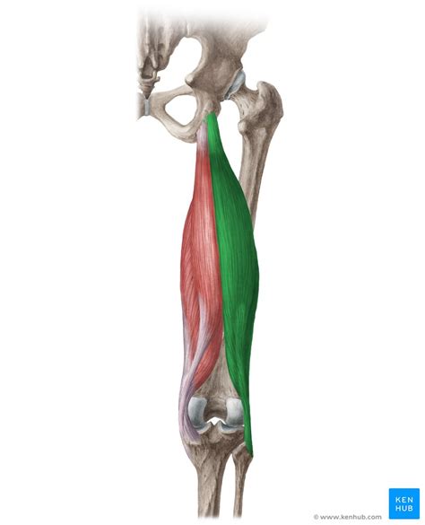 Bíceps Femoral Origen Inserción Inervación Función Kenhub