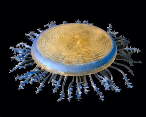 Beautiful African Animals Safaris Jellyfish Migration With Vinegar In