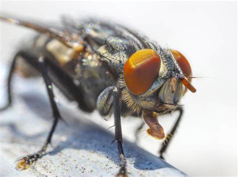Zombie Fly Fungus Bewitches Healthy Males To Mate With Infected Corpses