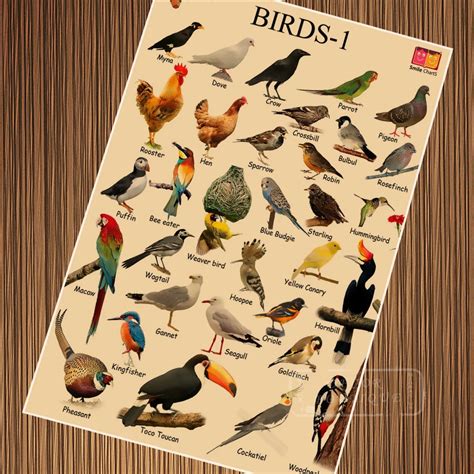 Common Backyard Bird Species Child Education Vintage Retro Poster