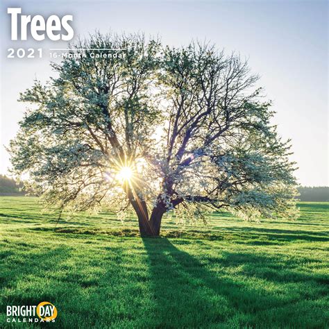 2021 Trees 12 X 12 Wall Calendar Forest Beauitful Seasons