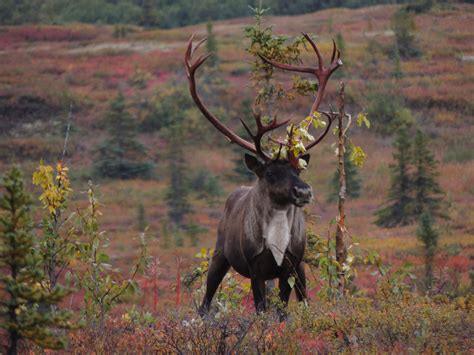 Caribou Denali National Park Alaska By Ken Groezinger Caribou Travel