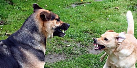 Causes Of Canine Aggression Fear Vs Dominance