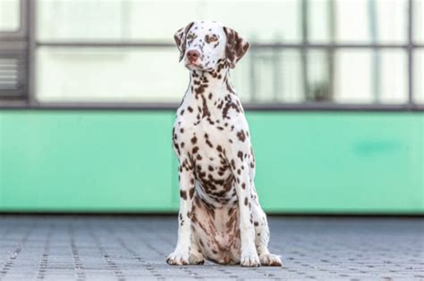Brown Liver Spotted Dalmatian Pictures Facts And History Porchtop Blogs
