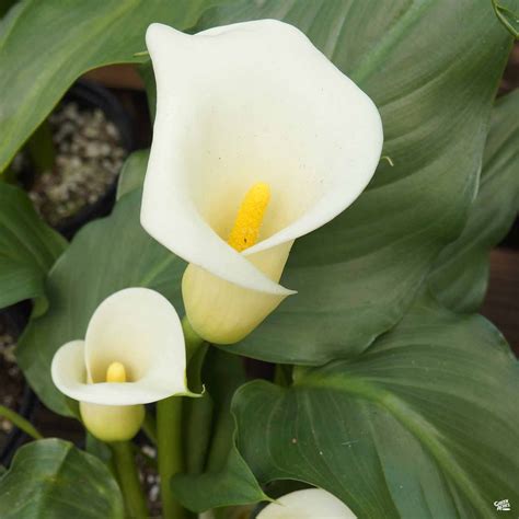 Common White Calla Lily — Green Acres Nursery And Supply